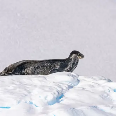 Seal Sees