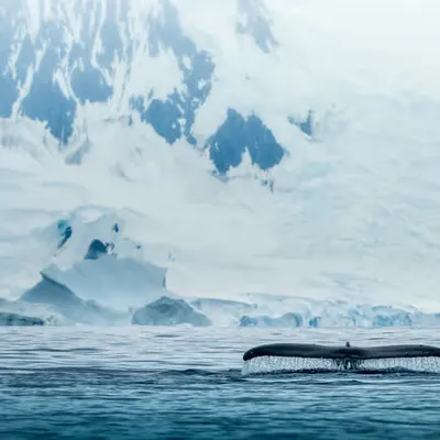 Old Whales Tails 