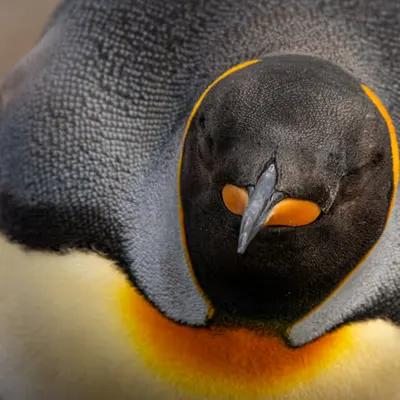 The Penguin