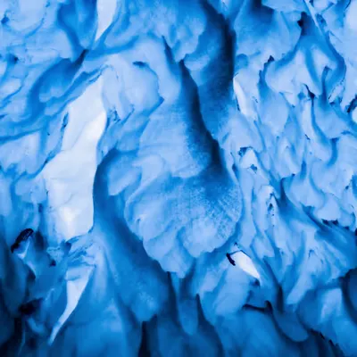 Blue Blood
