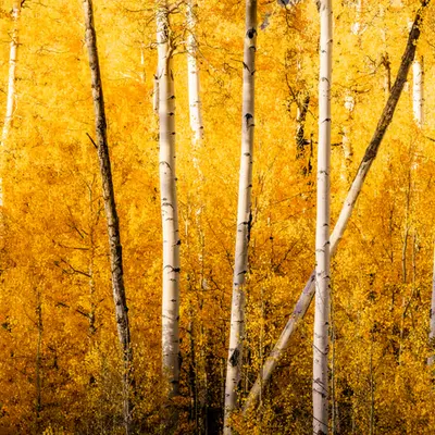 Always Sunny Aspen
