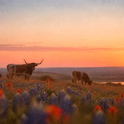 Hook 'em Horns 