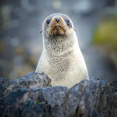 I Seal You
