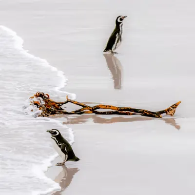 Make a Choice