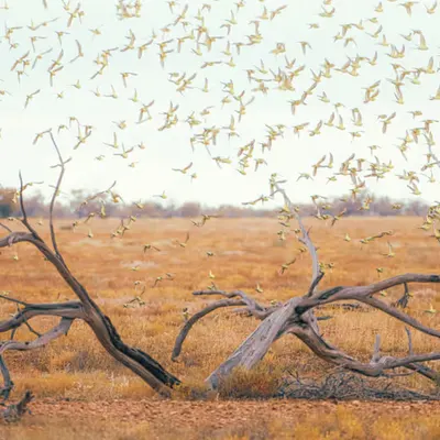 Budgie Tree
