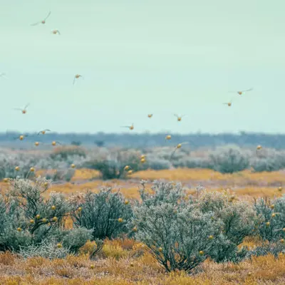 Budgie Blues