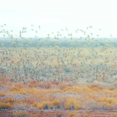 Birds of a Budgies