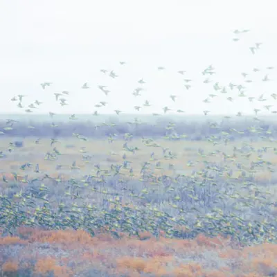 Budgies Dreams