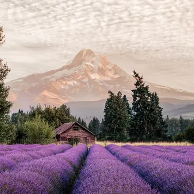 Lavender Haze