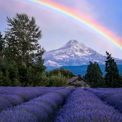 Lavender Rainbow