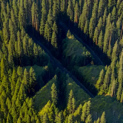 Redwood National Park, USA