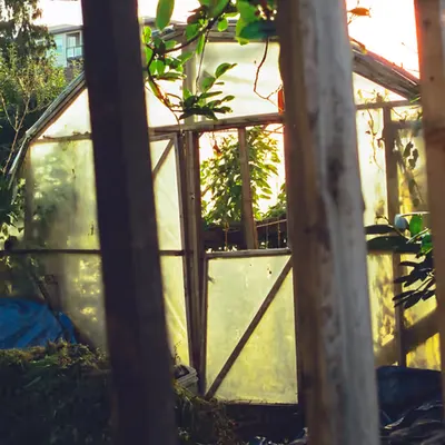 The greenhouse