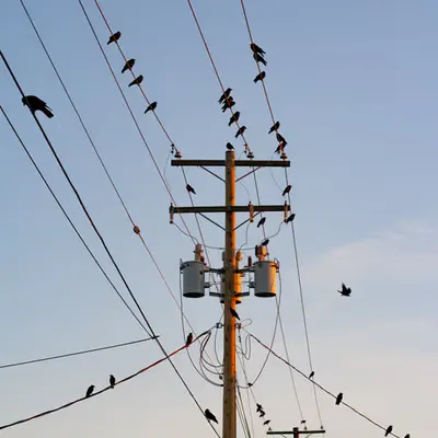 For the birds