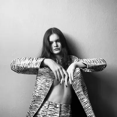 zebra