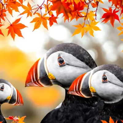 Puffin Fam
