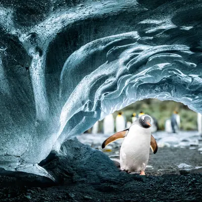 GN Gentoo