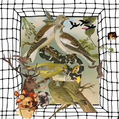 birds
