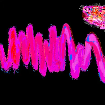 Chromie Tapeworm Micrograph <d>