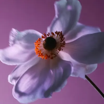 Ultraviolet