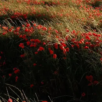 Coquelicots // Île de ré
