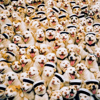 PUPPIES #80