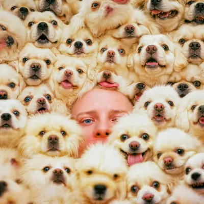 PUPPIES #103