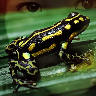 Eyes of the Amazon