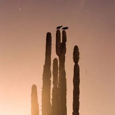 Guardianes