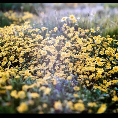 100 flowers for 100 years