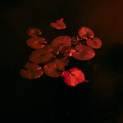 Induced Transition #1