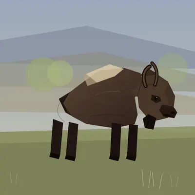 Bison