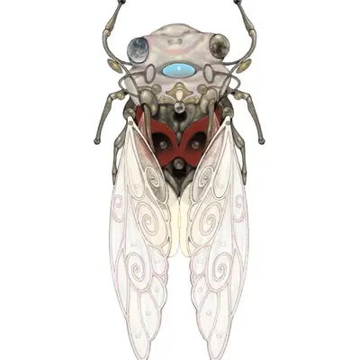 Cicada