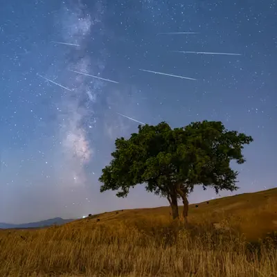A Lone Tree Wishes