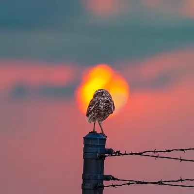 Guardian of the Last Light