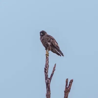 ʻIo (Hawaiian hawk)