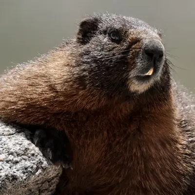 Blue Sky Marmot