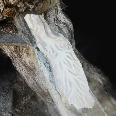 Aorta