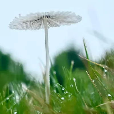 Garden Parasol