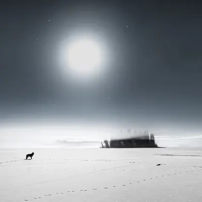 Moonlight Tracks