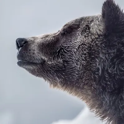 Sentinel