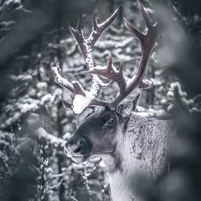 The Last Stand