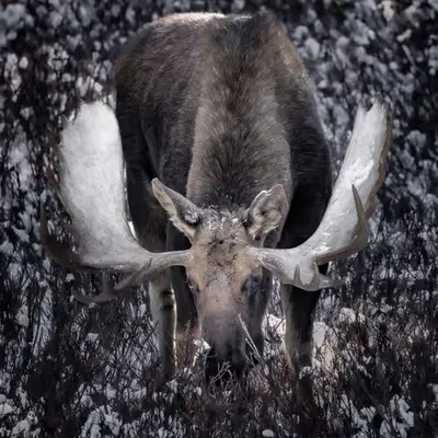 The Bull