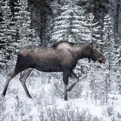 Endurance