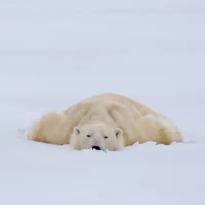 Arctic Dreams