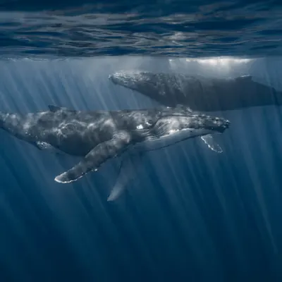 Ocean Love