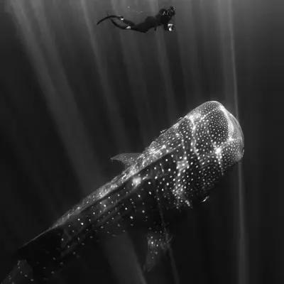 Tiburón Ballena