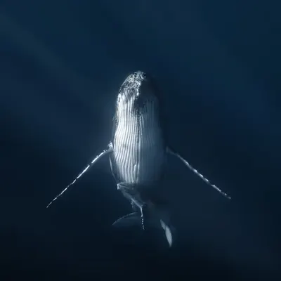 Ghosts of the Deep
