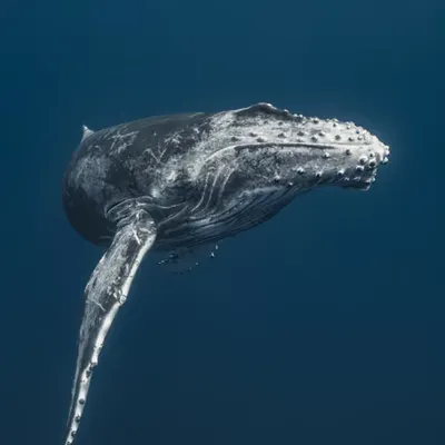 Leviathan