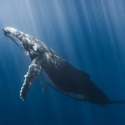 Ocean Queen