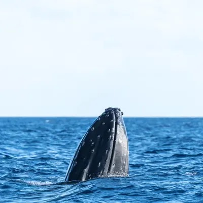 The Curious Whale